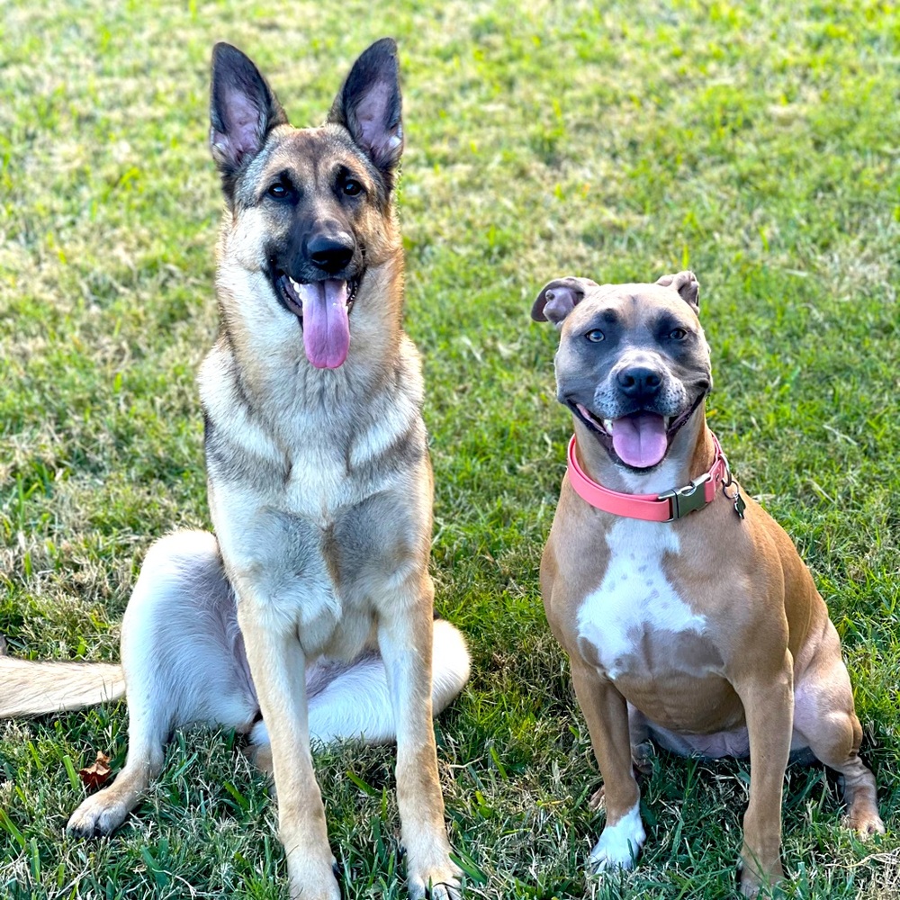DOG FRIENDLY HOME